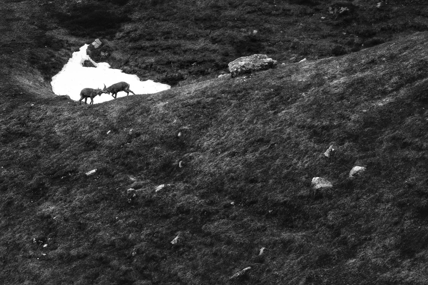 Giovani stambecchi (Capra ibex) si sfidano sul palcoscenico. Alpi Giulie, Italia.
