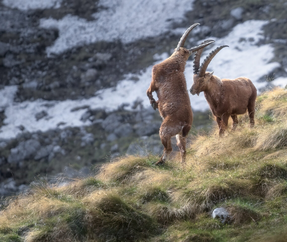 In guardia! Duello fra stambecchi alpini (Capra ibex). Alpi Giulie, Italia.