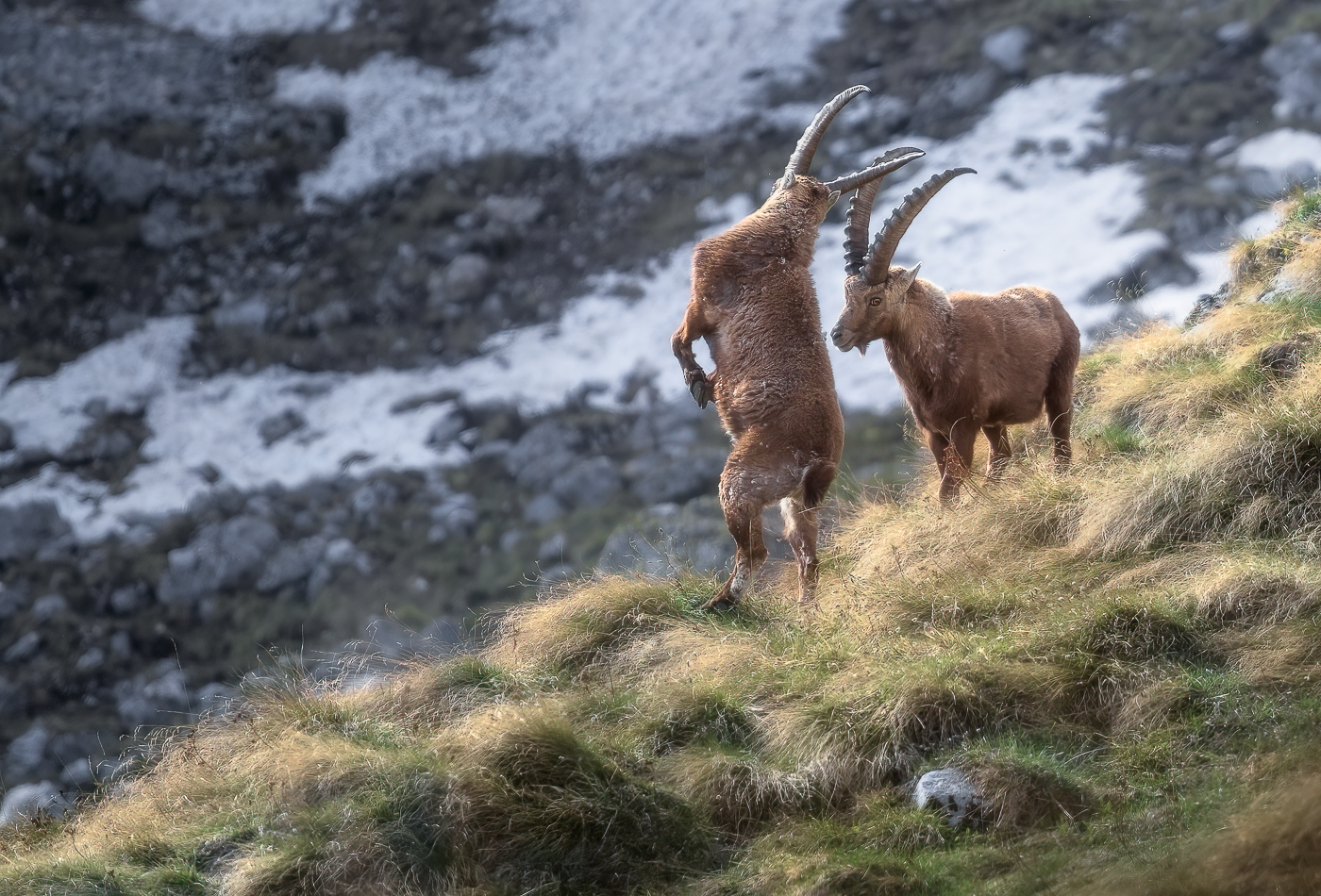 In guardia! Duello fra stambecchi alpini (Capra ibex). Alpi Giulie, Italia.