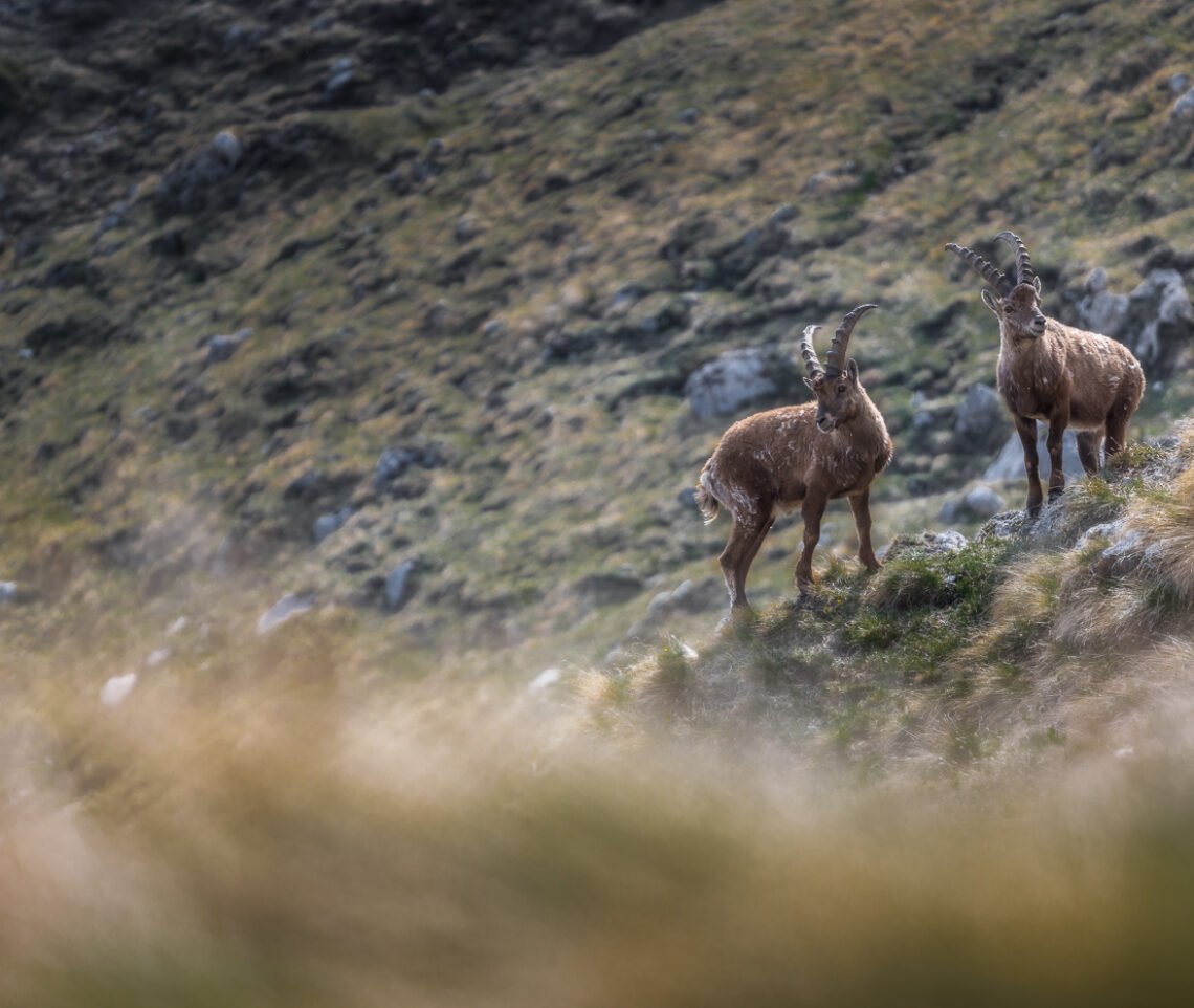 Per questi giovani stambecchi alpini (Capra ibex) è ancora presto per scalare le gerarchie del gruppo. Alpi Giulie, Italia.