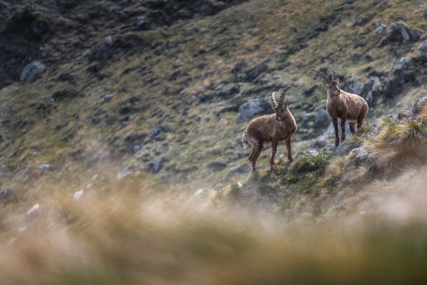 Per questi giovani stambecchi alpini (Capra ibex) è ancora presto per scalare le gerarchie del gruppo. Alpi Giulie, Italia.
