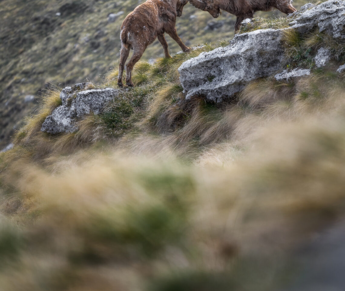 Prova di forza fra due maschi di stambecco alpino (Capra ibex). Alpi Giulie, Italia.