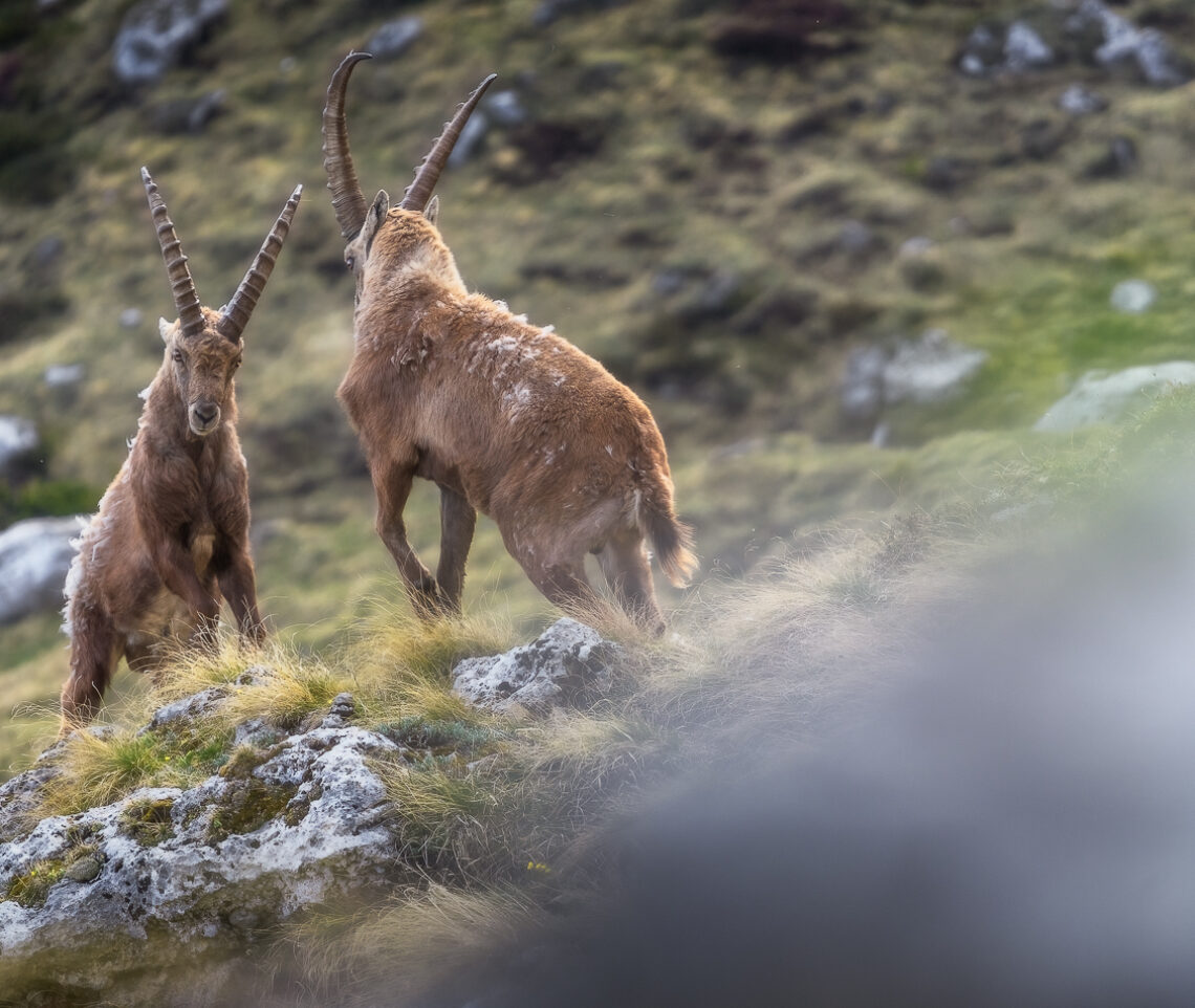 Immagini speculari. Due stambecchi maschi (Capra Ibex) mostrano la loro eguale sicurezza prima dello scontro. Alpi Giulie, Italia.