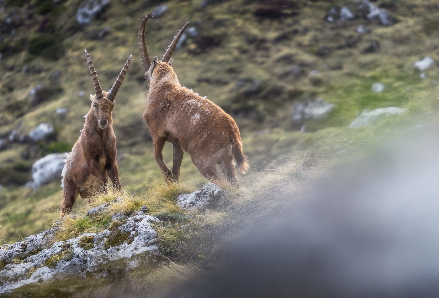 Immagini speculari. Due stambecchi maschi (Capra Ibex) mostrano la loro eguale sicurezza prima dello scontro. Alpi Giulie, Italia.