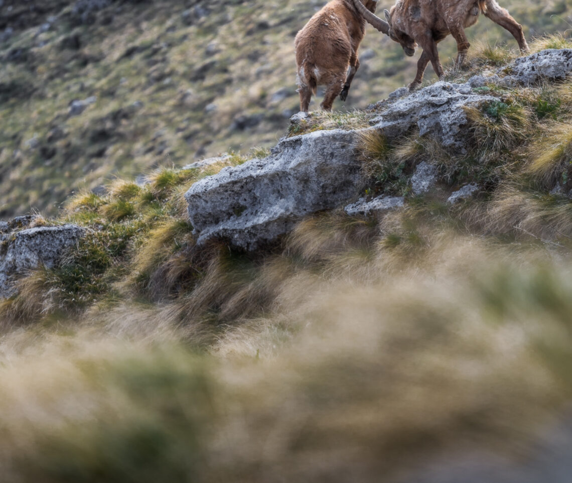 Colpo del K.O. Stambecchi alpini (Capra ibex) in combattimento. Alpi Giulie, Italia.