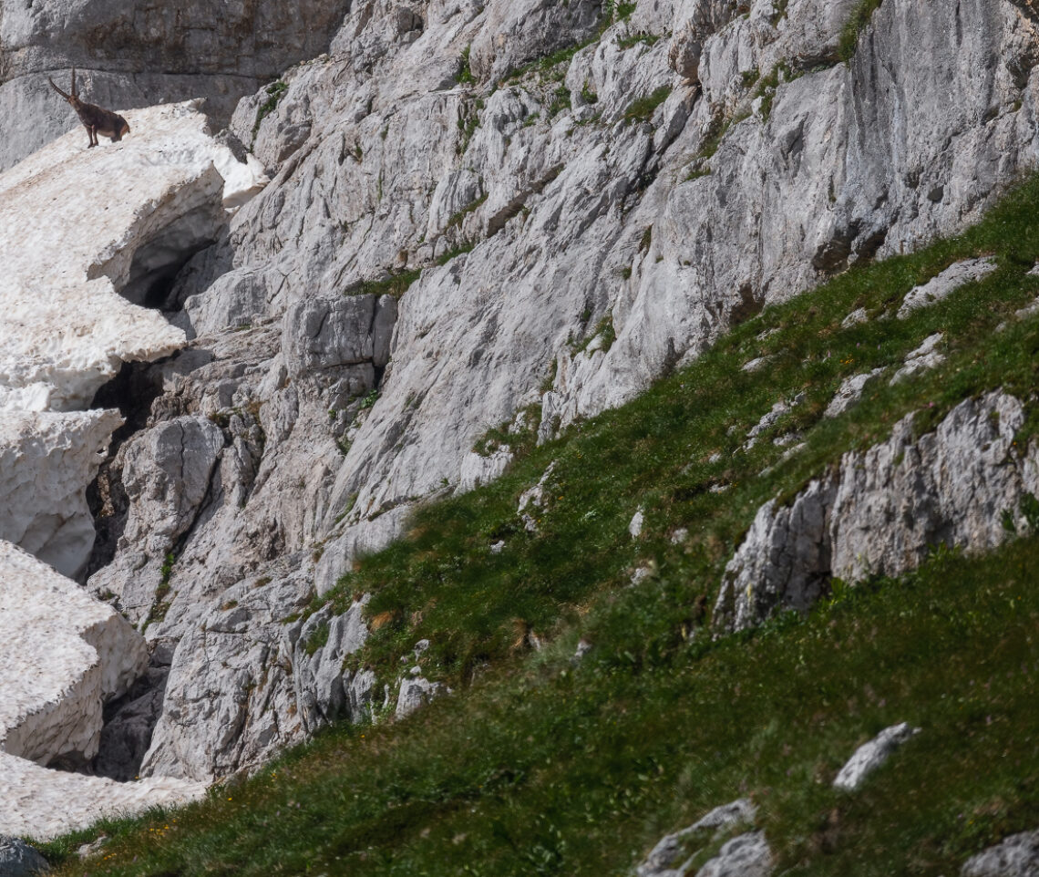 Gli spessi nevai estivi delle Alpi Giulie sono un ottimo strumento di refrigerio dal caldo torrido per gli stambecchi (Capra Ibex). Italia.