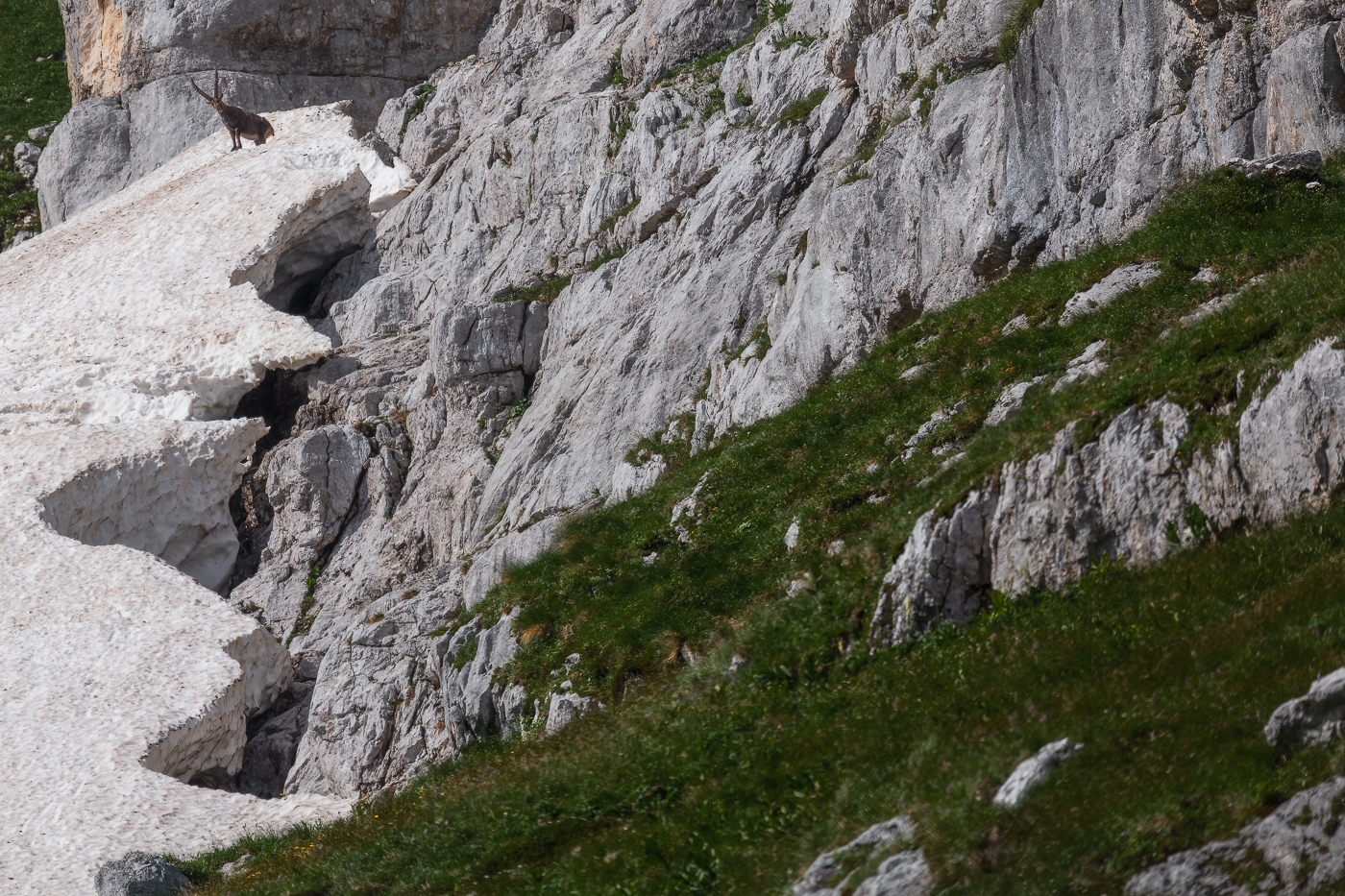 Gli spessi nevai estivi delle Alpi Giulie sono un ottimo strumento di refrigerio dal caldo torrido per gli stambecchi (Capra Ibex). Italia.