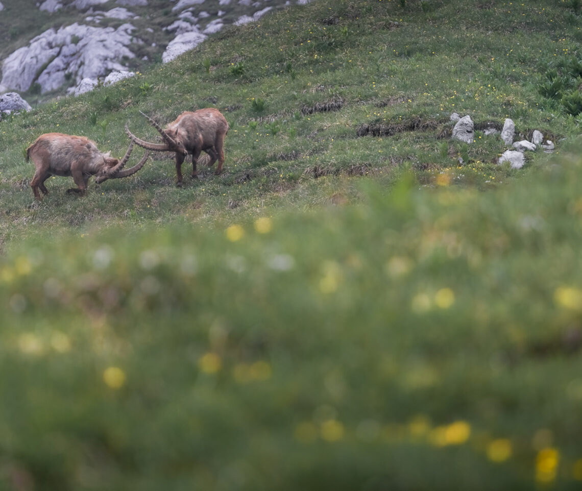 Singolar tenzone. Stambecchi maschi alpini (Capra ibex). Alpi Giulie, Italia.