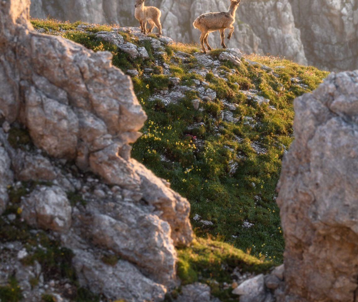 Giovanissimi stambecchi (Capra ibex) sono abbracciati dalle prime calde luci del mattino. Alpi Giulie, Italia.