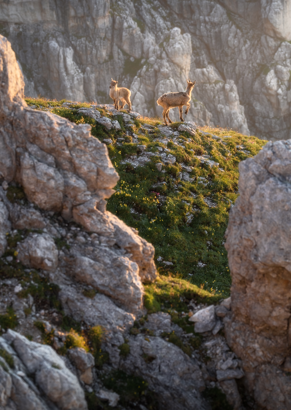 Giovanissimi stambecchi (Capra ibex) sono abbracciati dalle prime calde luci del mattino. Alpi Giulie, Italia.