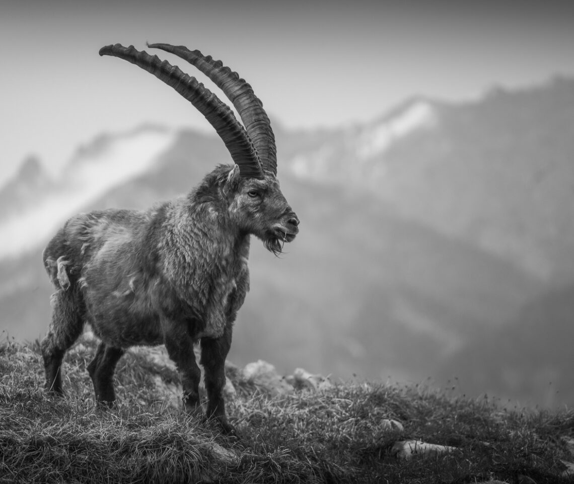 Il sovrano delle alte quote. Stambecco alpino (Capra ibex). Parco Naturale Dolomiti Friulane, Italia.