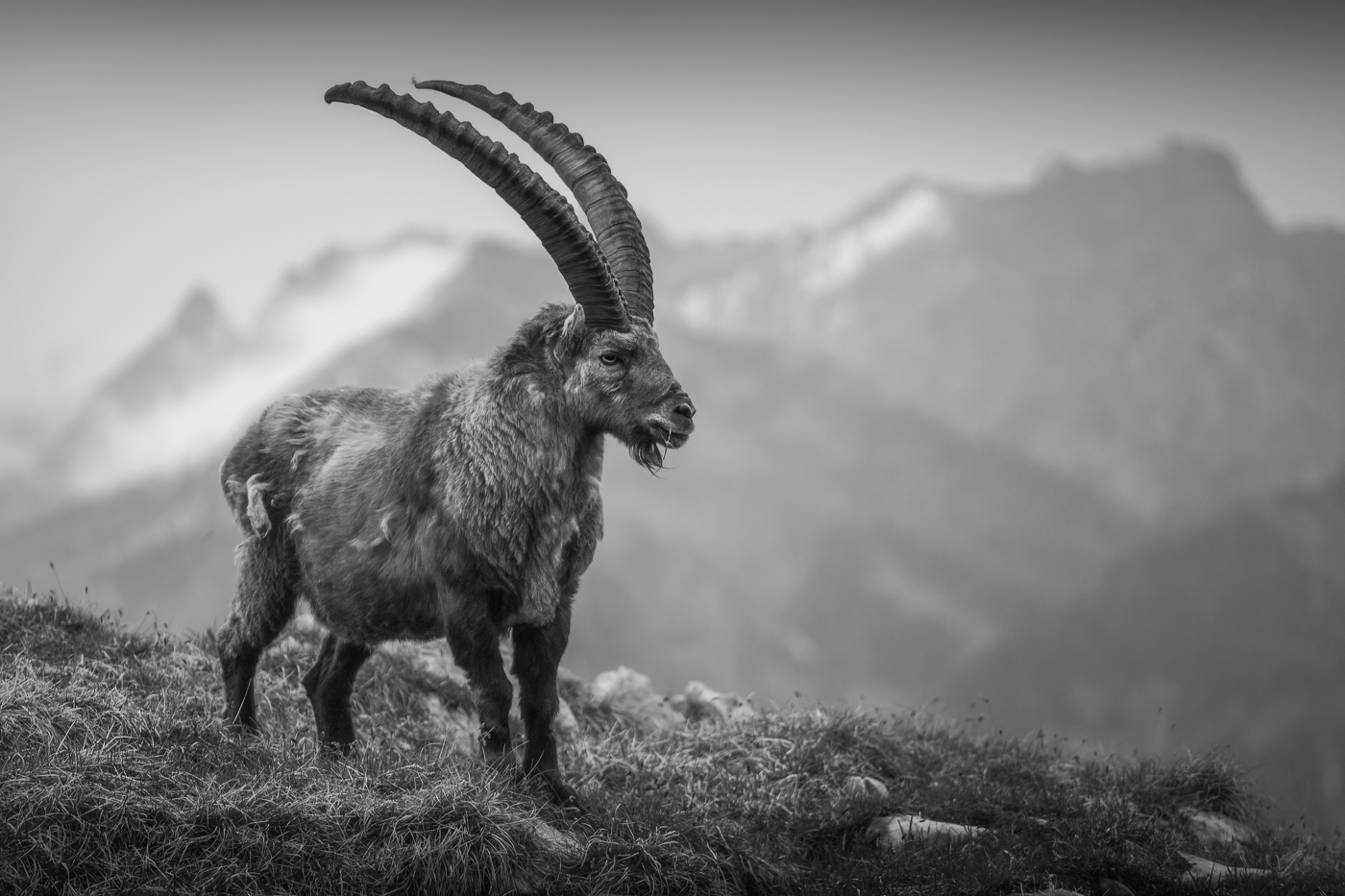 Il sovrano delle alte quote. Stambecco alpino (Capra ibex). Parco Naturale Dolomiti Friulane, Italia.