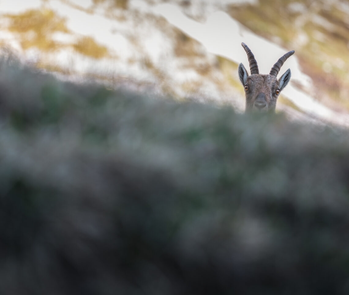 Giocando a nascondino con una femmina di stambecco (Capra Ibex). Alpi Giulie, Italia.