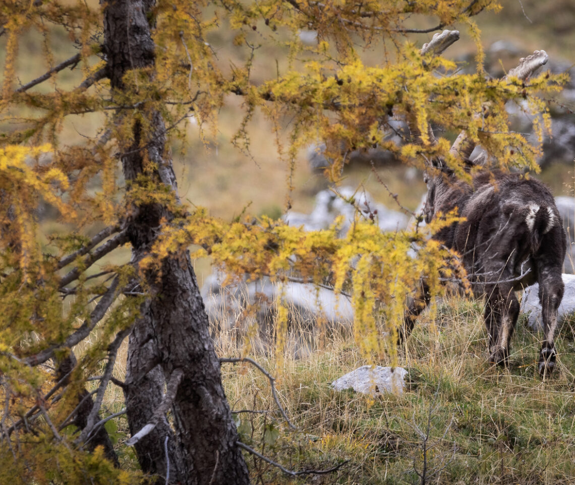 Fra i larici autunnali delle alte quote, un grande stambecco maschio (Capra Ibex) si prepara ad affrontare un nuovo inverno alpino. Alpi Giulie, Italia.