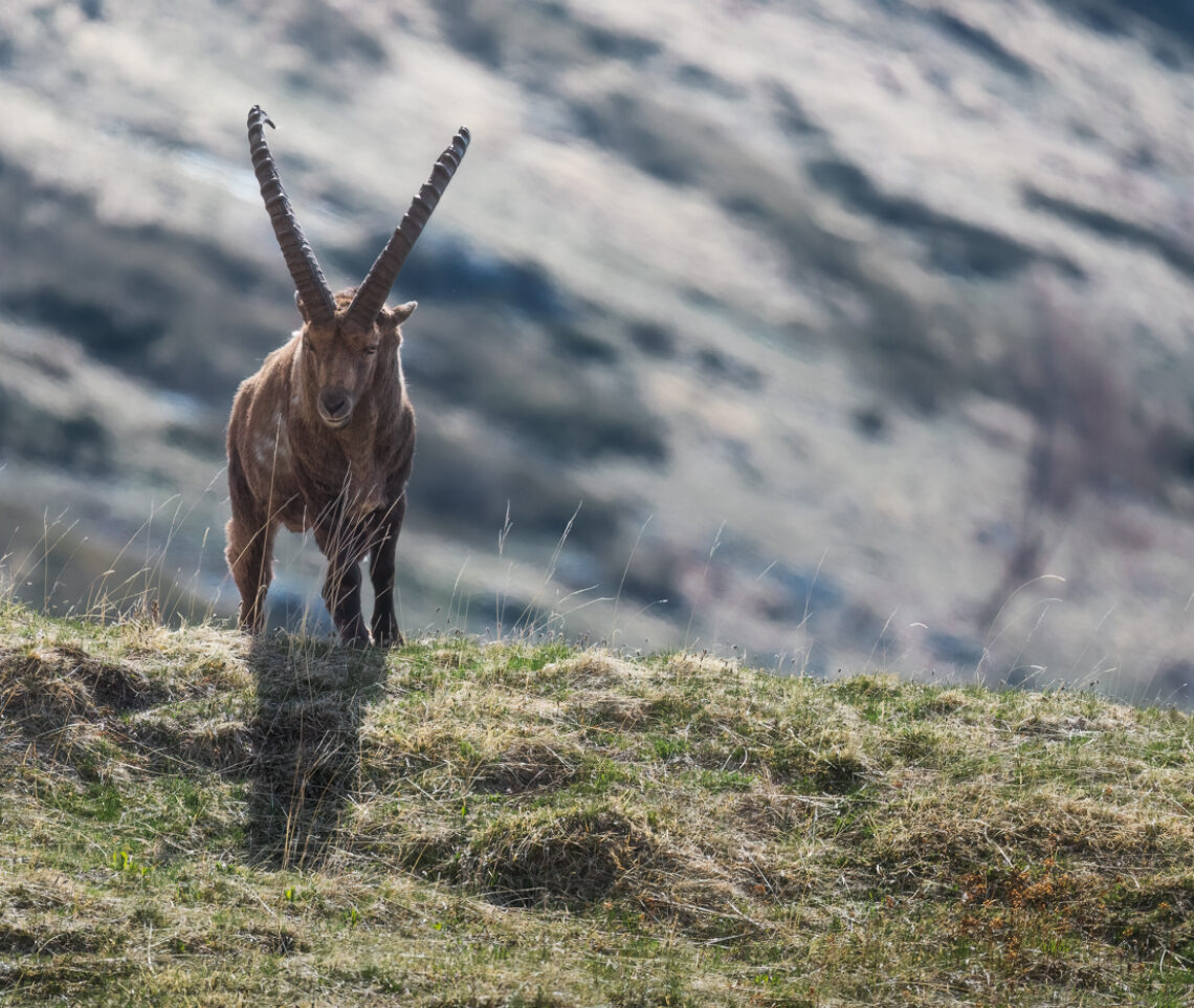 Il Sole primaverile scolpisce le possenti forme del Re delle Alpi. Stambecco alpino (Capra Ibex). Alpi Giulie, Italia.