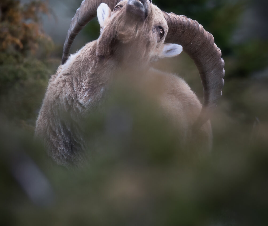 Stambecco maschio (Capra ibex) utilizza le lunghe corna per sfregarsi il dorso. Alpi Giulie, Italia.