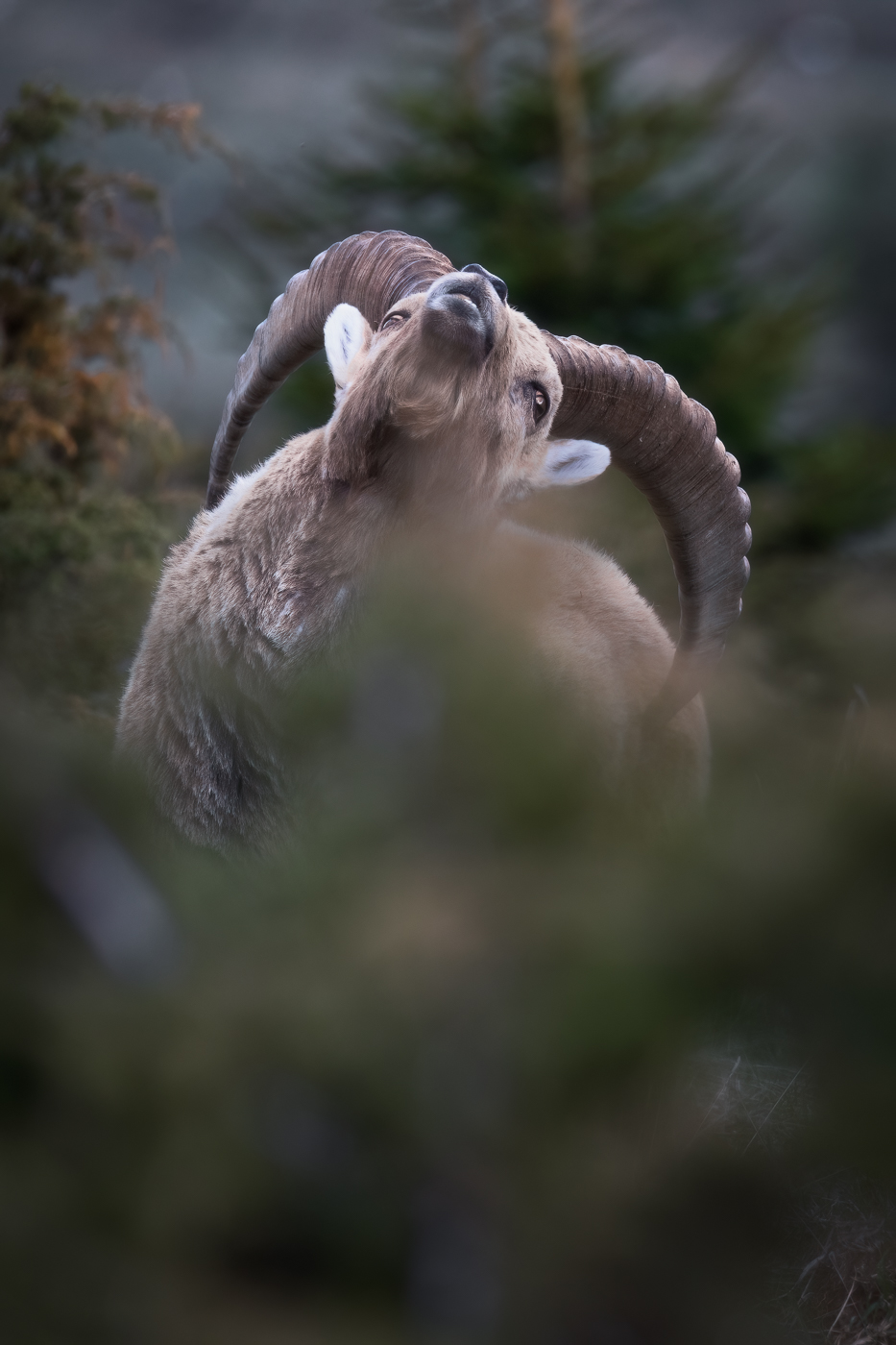 Stambecco maschio (Capra ibex) utilizza le lunghe corna per sfregarsi il dorso. Alpi Giulie, Italia.