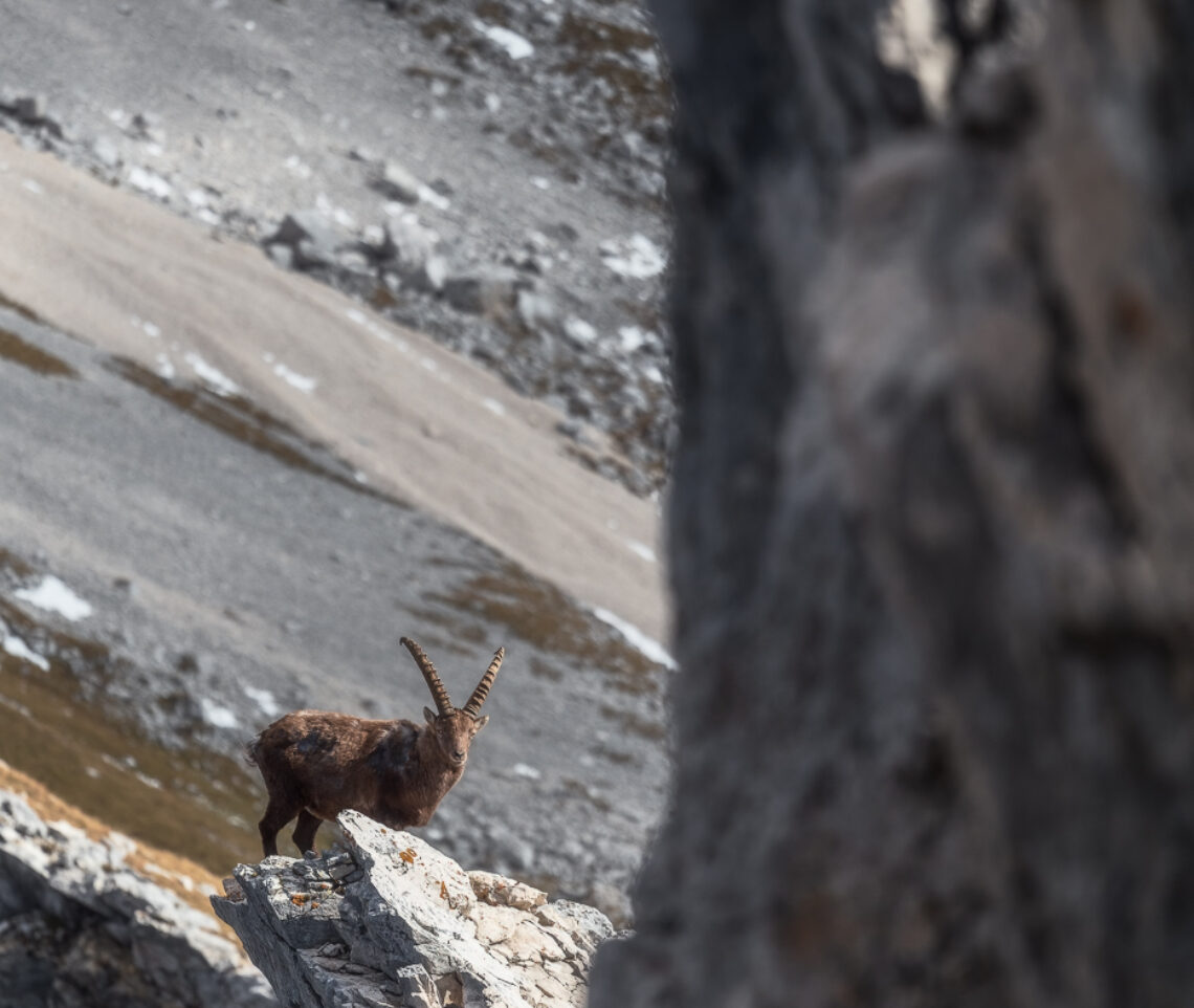 Da decine di migliaia di anni è il dominatore assoluto delle Alpi. Stambecco alpino (Capra Ibex). Alpi Giulie, Italia.