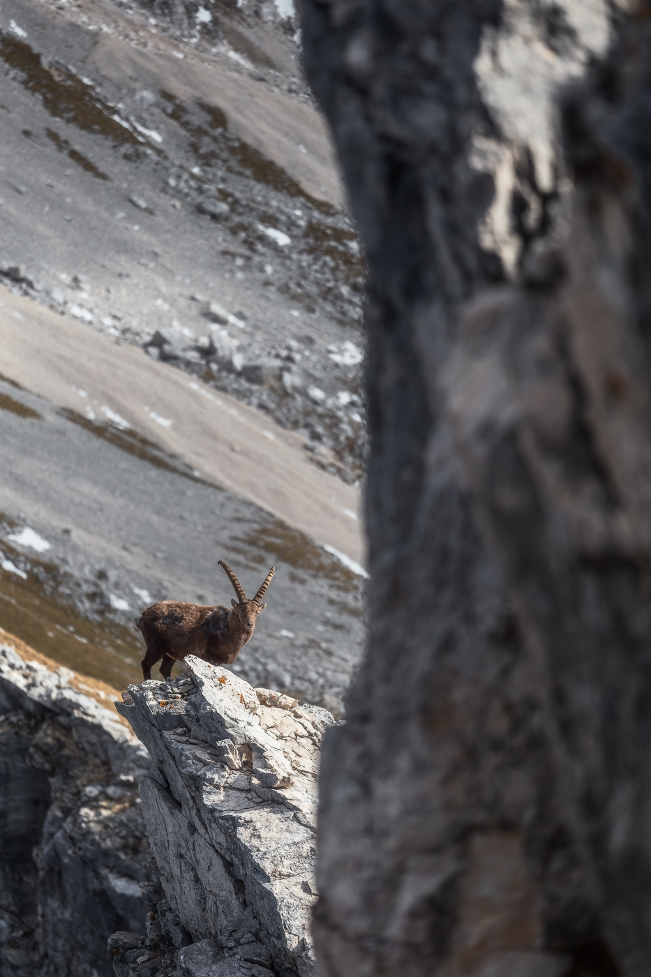 Da decine di migliaia di anni è il dominatore assoluto delle Alpi. Stambecco alpino (Capra Ibex). Alpi Giulie, Italia.