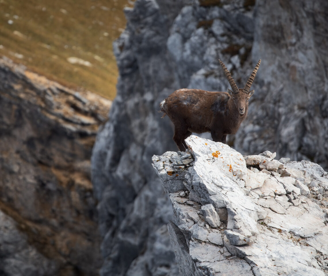 Che cosa starà pensando mentre mi osserva? Stambecco alpino (Capra Ibex). Alpi Giulie, Italia.