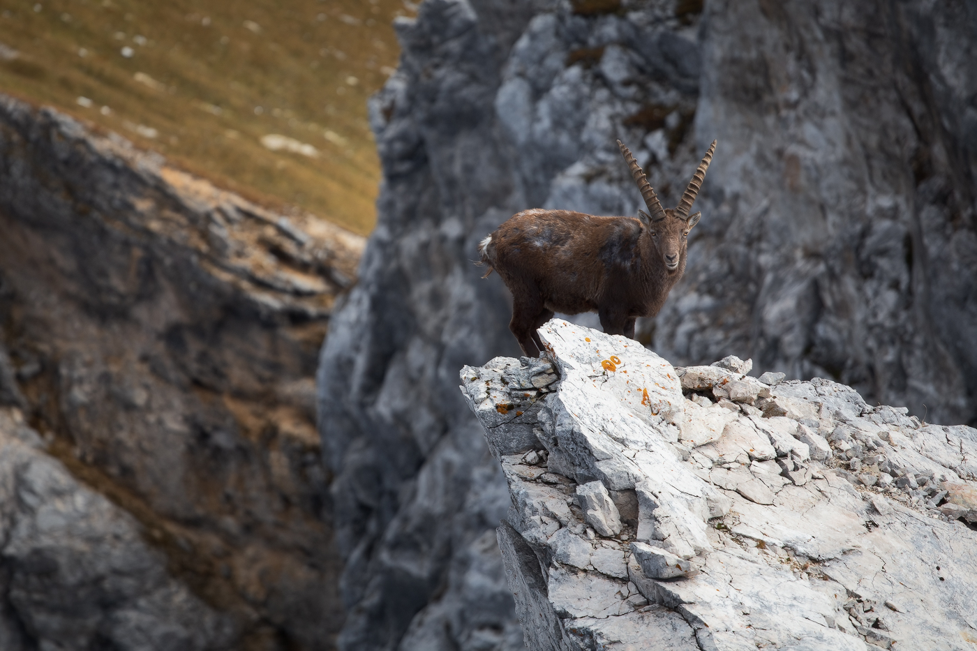 Che cosa starà pensando mentre mi osserva? Stambecco alpino (Capra Ibex). Alpi Giulie, Italia.