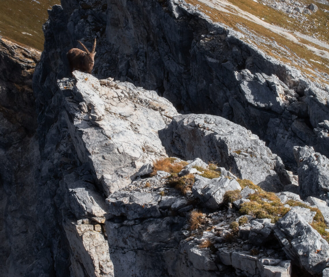 In bilico sul vuoto assoluto. Stambecco alpino (Capra Ibex). Alpi Giulie, Italia.