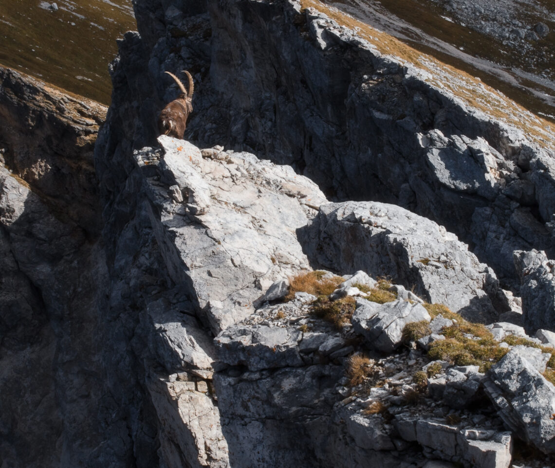 L’eremita delle alte quote domina la gravità. Stambecco alpino (Capra Ibex). Alpi Giulie, Italia.