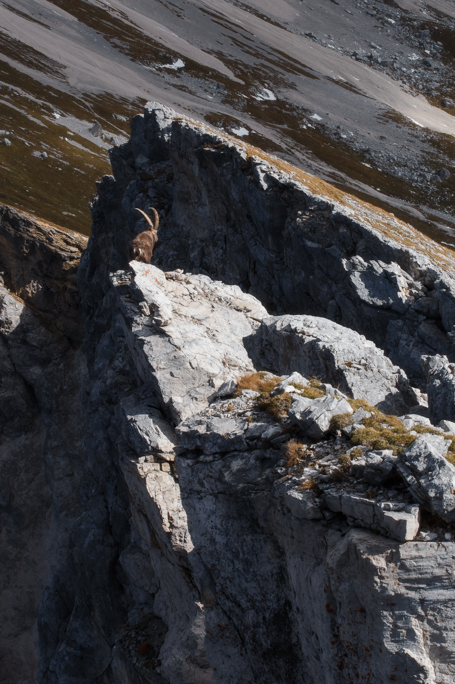 L’eremita delle alte quote domina la gravità. Stambecco alpino (Capra Ibex). Alpi Giulie, Italia.