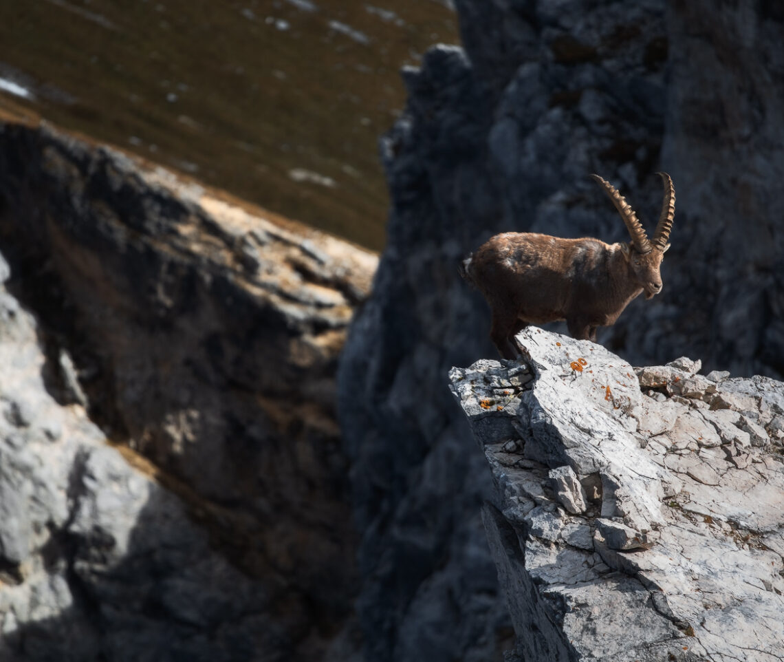 Lo stambecco alpino (Capra ibex) può permettersi di governare i pericoli dell’alta montagna. Alpi Giulie, Italia.