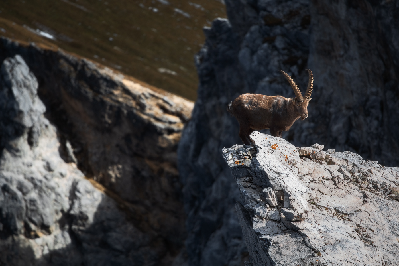 Lo stambecco alpino (Capra ibex) può permettersi di governare i pericoli dell’alta montagna. Alpi Giulie, Italia.