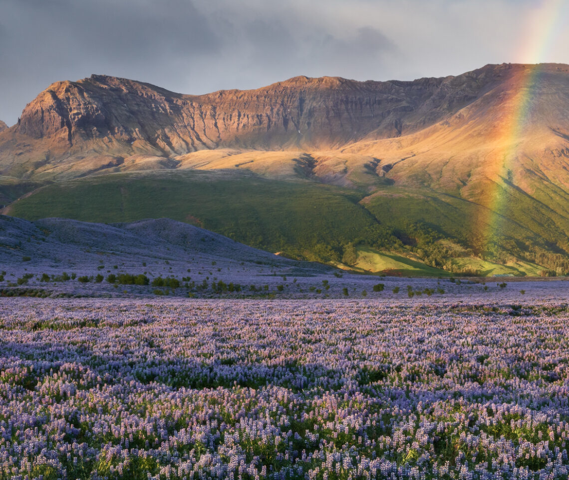 Le vaste distese di lupini nootka omaggiano il suggestivo e mutevole scenario islandese del tramonto. Vatnajökull National Park, Islanda.