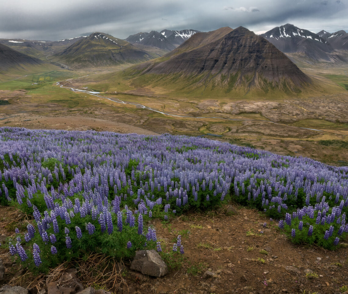 La capacità del lupino nootka di colonizzare anche gli ambienti più ostili è notevole, ed è anche la ragione per la quale è stato portato in Islanda. Vestfirðir, Islanda.