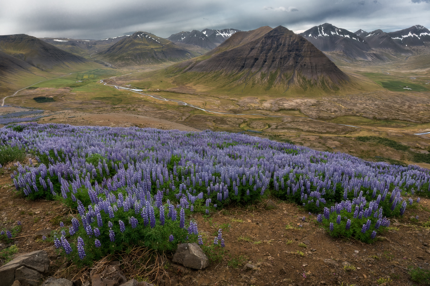 La capacità del lupino nootka di colonizzare anche gli ambienti più ostili è notevole, ed è anche la ragione per la quale è stato portato in Islanda. Vestfirðir, Islanda.