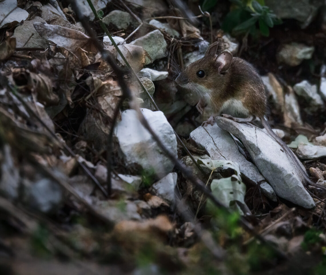 Un topolino selvatico (Apodemus sylvaticus) resta immobile nel sottobosco, sperando di non essere individuato. Monti Sibillini, Italia.