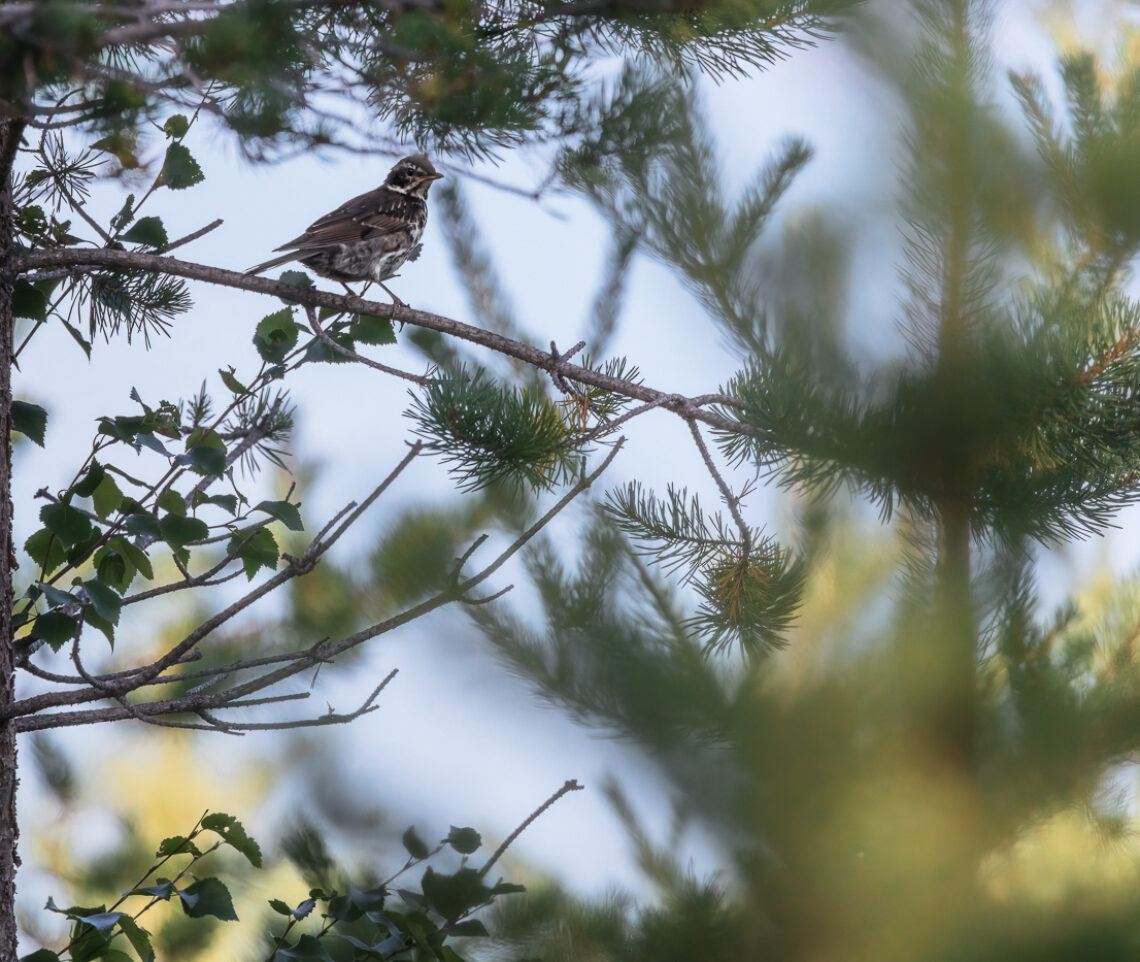 Un tordo sassello (Turdus iliacus) si accorge della mia presenza. Oulanka National Park, Finlandia.