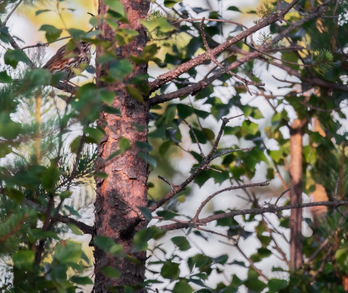 Un tordo sassello (Turdus iliacus), immobile, sfrutta le sue doti mimetiche per passare inosservato. Oulanka National Park, Finlandia.