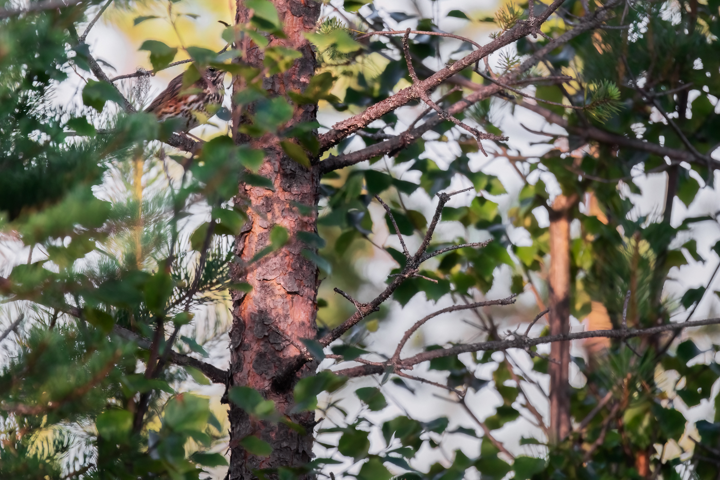 Un tordo sassello (Turdus iliacus), immobile, sfrutta le sue doti mimetiche per passare inosservato. Oulanka National Park, Finlandia.