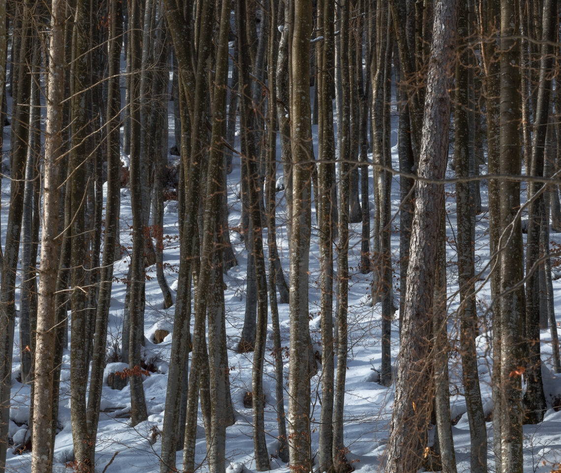 La società degli alberi vive un altro gelido inverno. Un mondo che sembra immutabile ai nostri occhi drogati di frenesia, ma che immutabile non è. Parco Naturale Dolomiti Friulane, Italia.