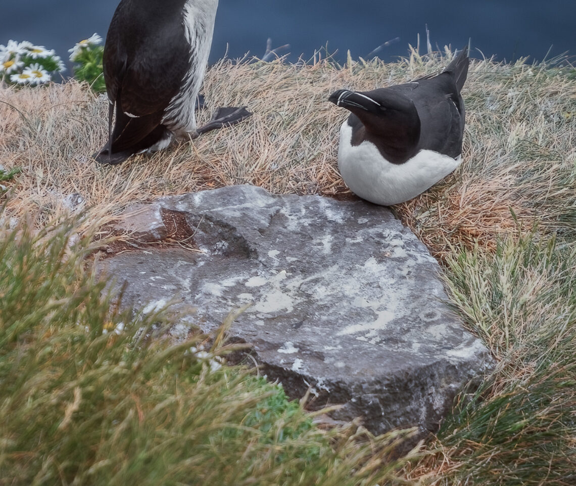 Simili, ma così diversi. Uria dalle redini (Uria aalge aalge) e gazza marina (Alca torda). Vestfirðir, Islanda.