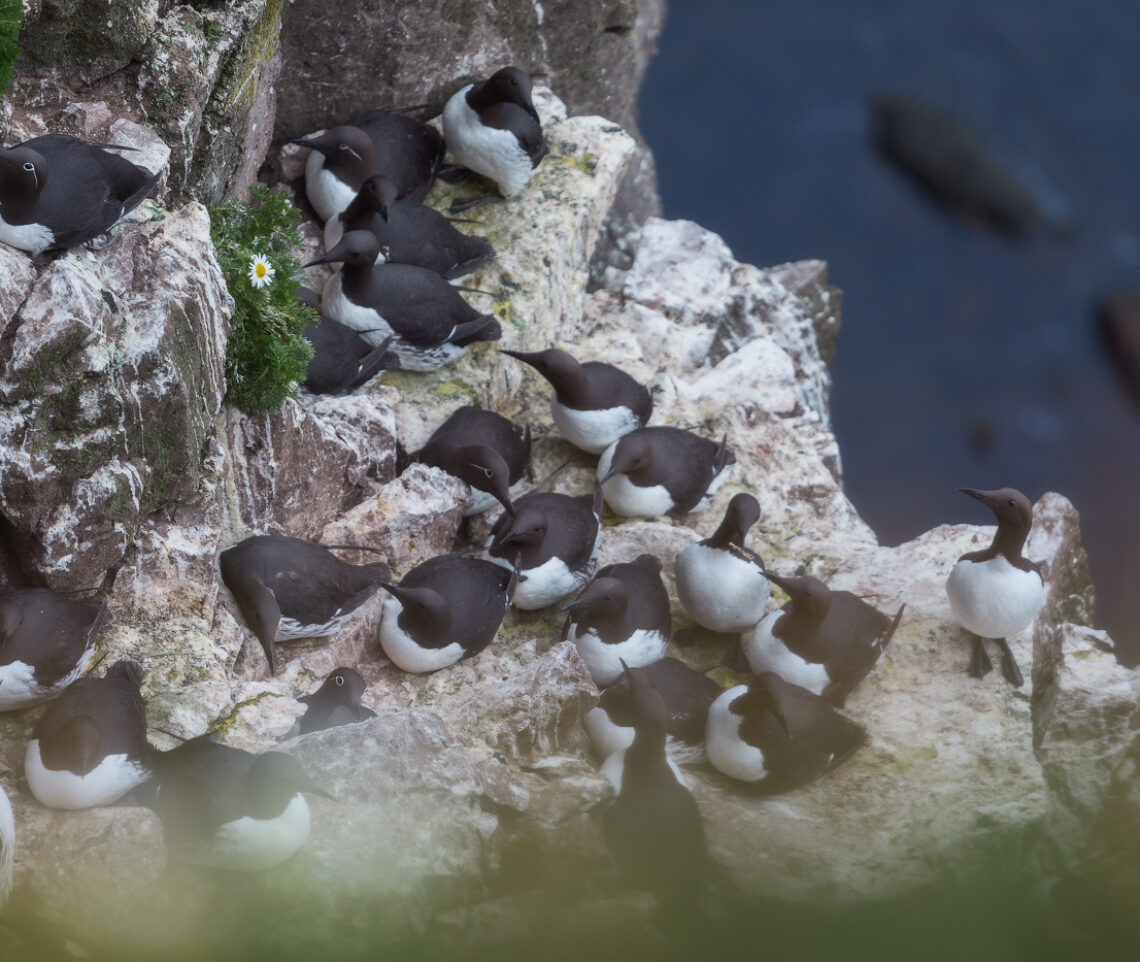 Gruppo numeroso di urie comuni (Uria aalge) e urie dalle redini (Uria aalge aalge) in sosta sulle ripide scogliere dell’Islanda settentrionale. Vestfirðir, Islanda.