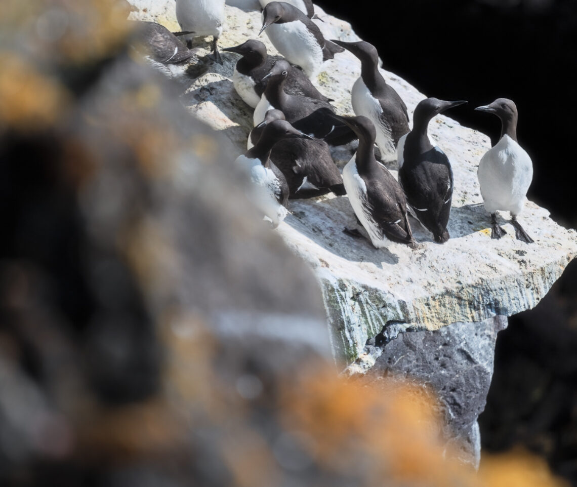 Urie comuni (Uria aalge), e dalle redini (Uria aalge aalge), si radunano su stretti balconi rocciosi sulle scogliere islandesi. Snæfellsjökull National Park, Islanda.