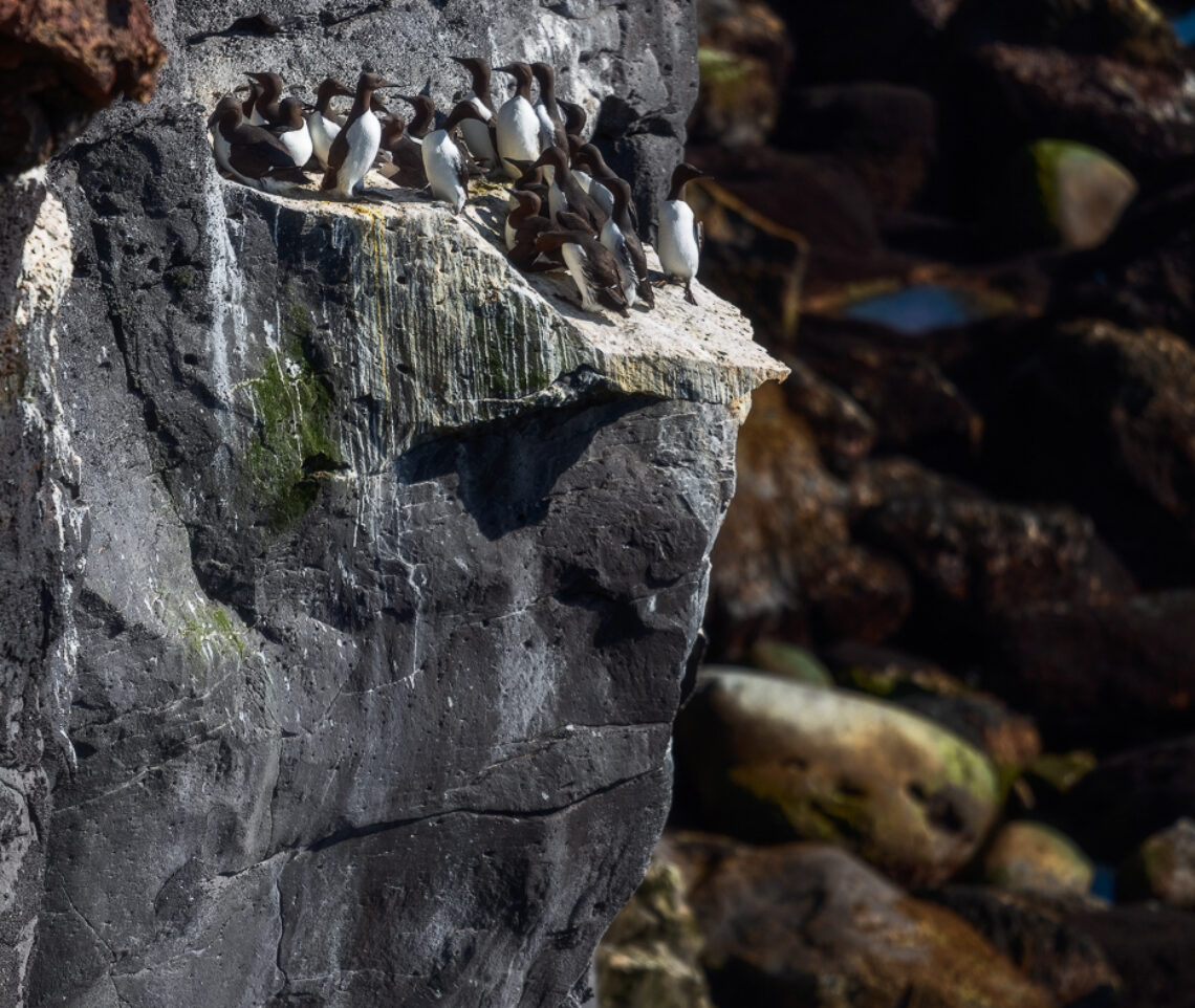 Fitto gruppo di urie comuni (Uria aalge) si ammassa su un sottile terrazzino roccioso a picco sull’oceano. Snæfellsjökull National Park, Islanda.