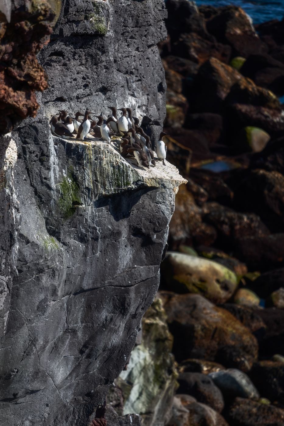 Fitto gruppo di urie comuni (Uria aalge) si ammassa su un sottile terrazzino roccioso a picco sull’oceano. Snæfellsjökull National Park, Islanda.