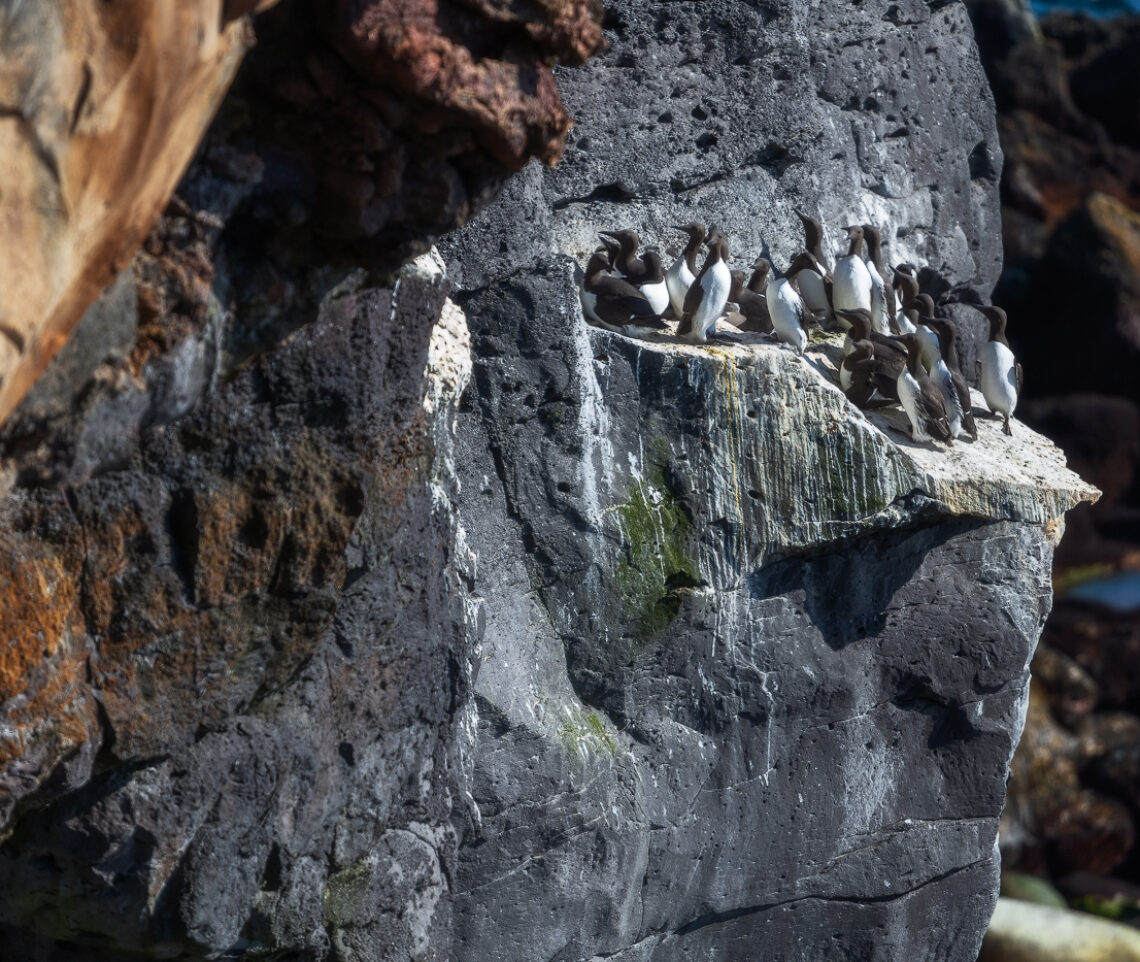 Gruppo di urie comuni (Uria aalge) si ammassa su un balcone roccioso a picco sullo Stretto di Danimarca. Vestfirðir, Islanda.