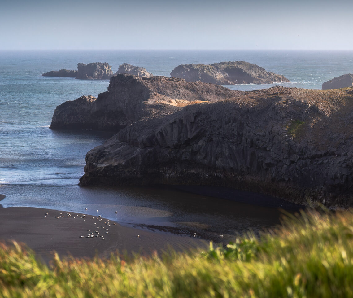 Gruppo di edredoni comuni (Somateria mollissima), maschi e femmine, in sosta sulle spiagge di sabbia basaltica islandese. Islanda.