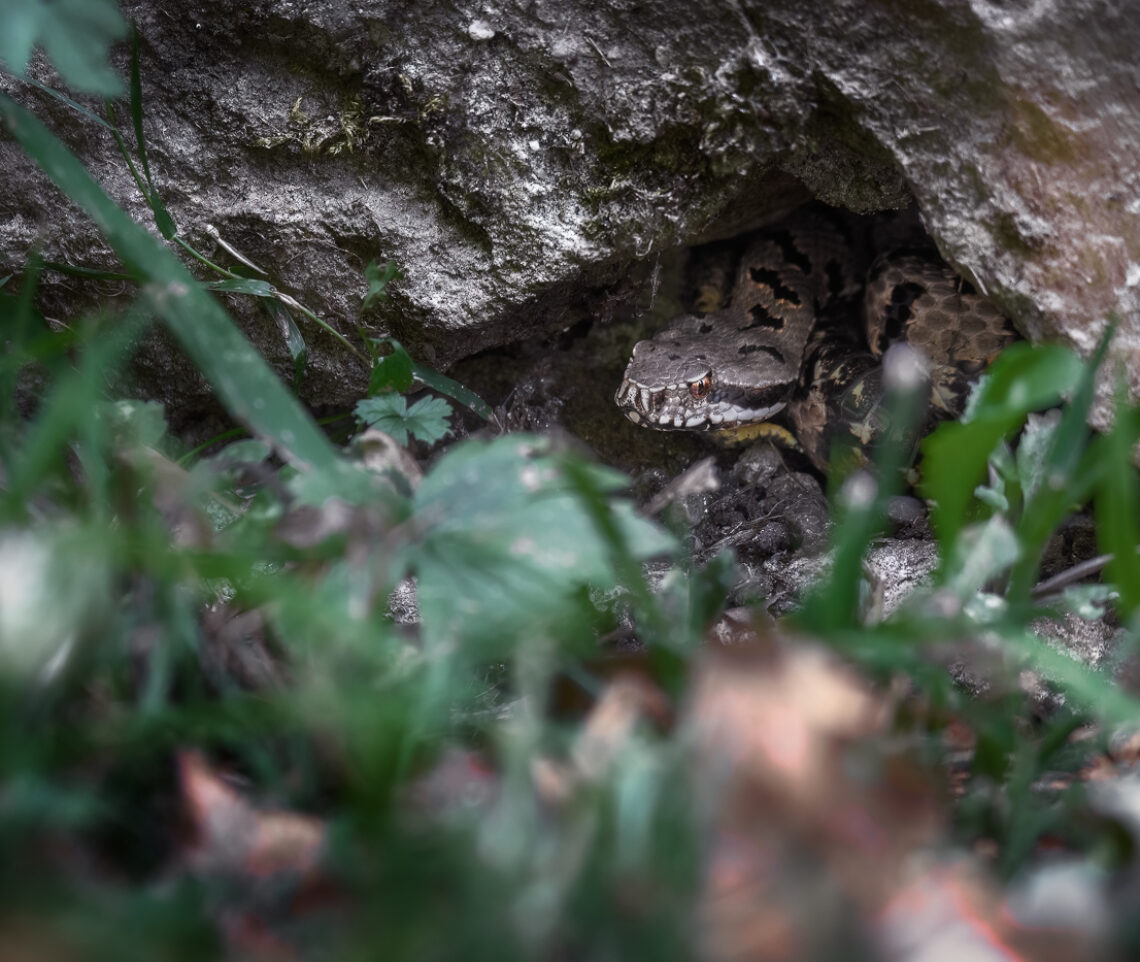 Gli occhi magici della vipera comune (Vipera aspis). Prealpi Giulie, Italia.