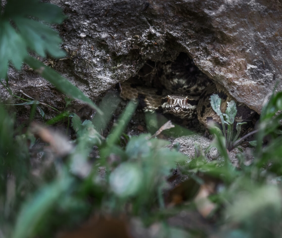 Nell’ombra si cela un predatore quasi invisibile. Vipera comune (Vipera aspis). Prealpi Giulie, Italia.