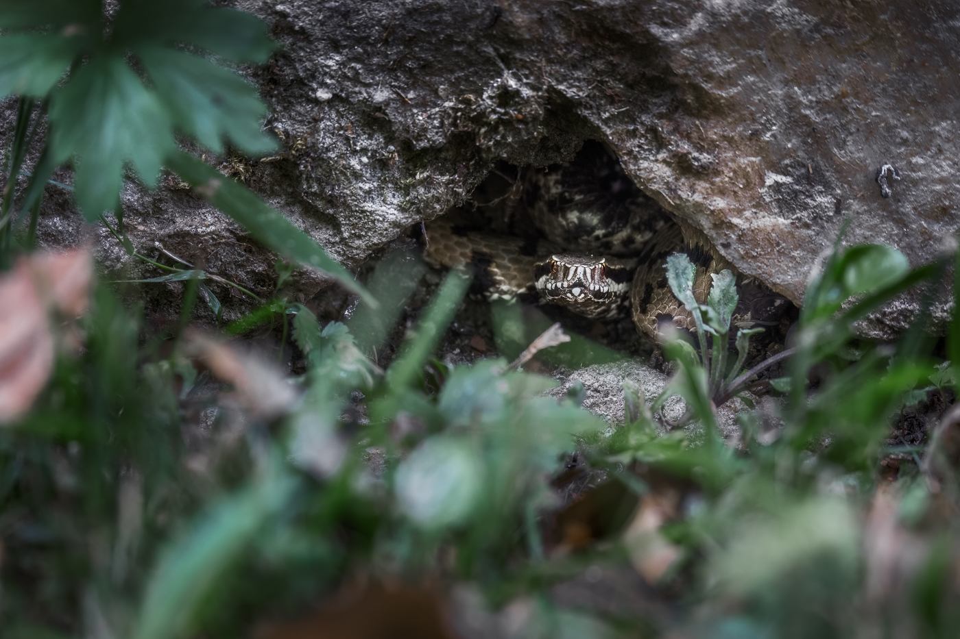 Nell’ombra si cela un predatore quasi invisibile. Vipera comune (Vipera aspis). Prealpi Giulie, Italia.