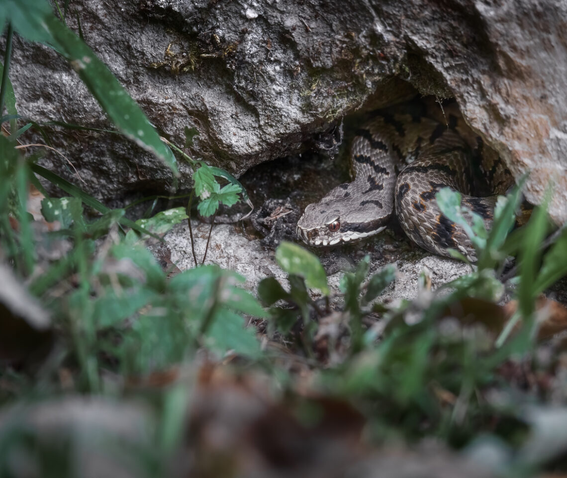 Una vipera comune (Vipera aspis) si affaccia dal suo giaciglio per analizzare l’esterno. Prealpi Giulie, Italia.