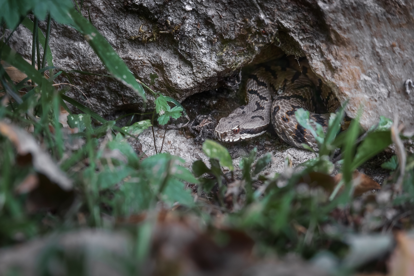 Una vipera comune (Vipera aspis) si affaccia dal suo giaciglio per analizzare l’esterno. Prealpi Giulie, Italia.